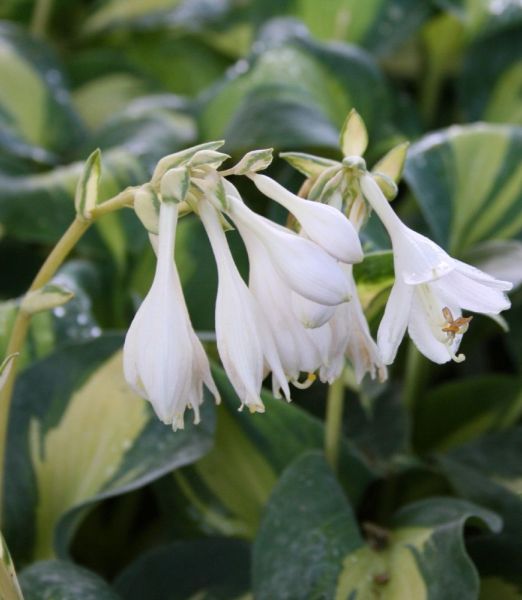 Hosta 'Great Expectations'